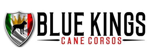 full size cane corso｜TikTok Search