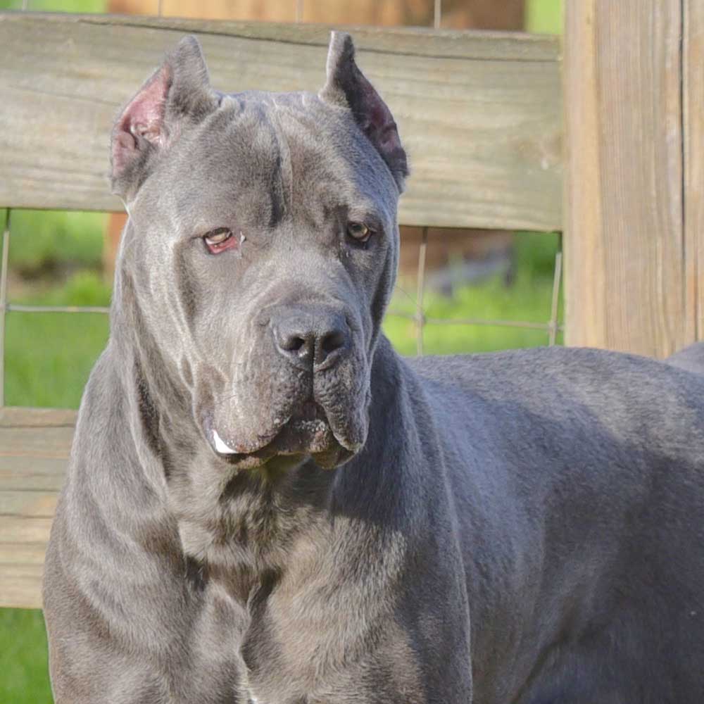 black cane corso yellow eyes