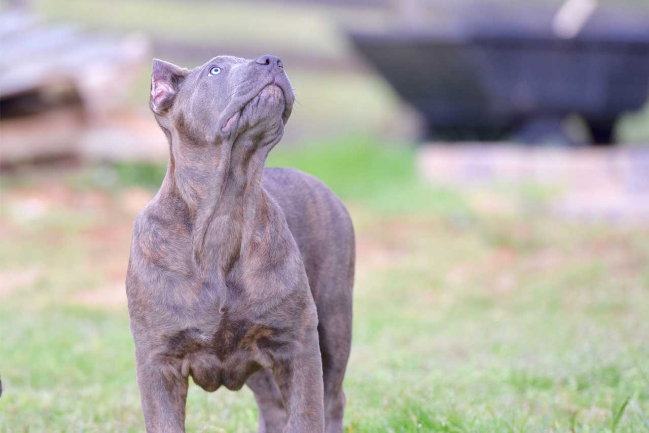 silver cane corso puppies for sale