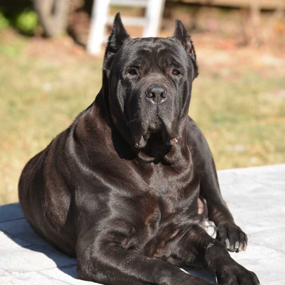 Female Cane Corso For Sale Cane Corso Female Puppies