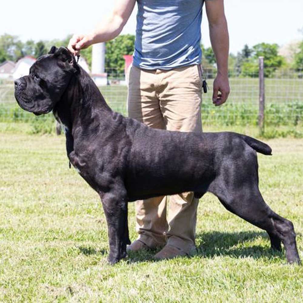 wildwood cane corso