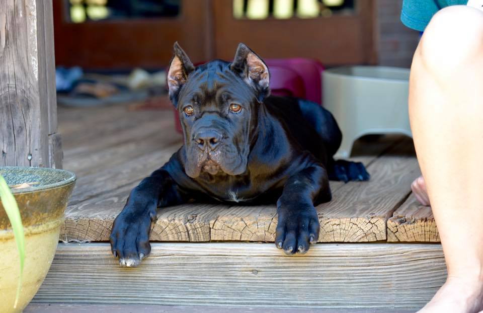 full size cane corso｜TikTok Search