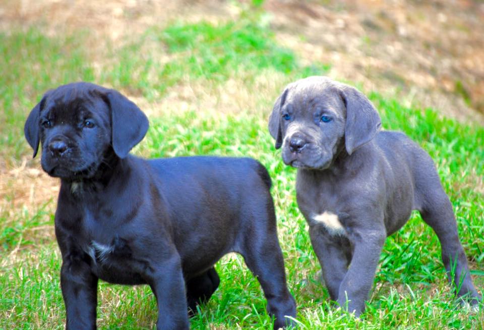 Cane Corso Puppies For Sale - Blue Kings Cane Corso