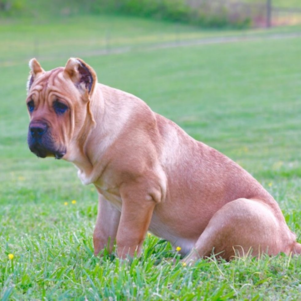 Female Cane Corso for Sale, Cane Corso Female Puppies