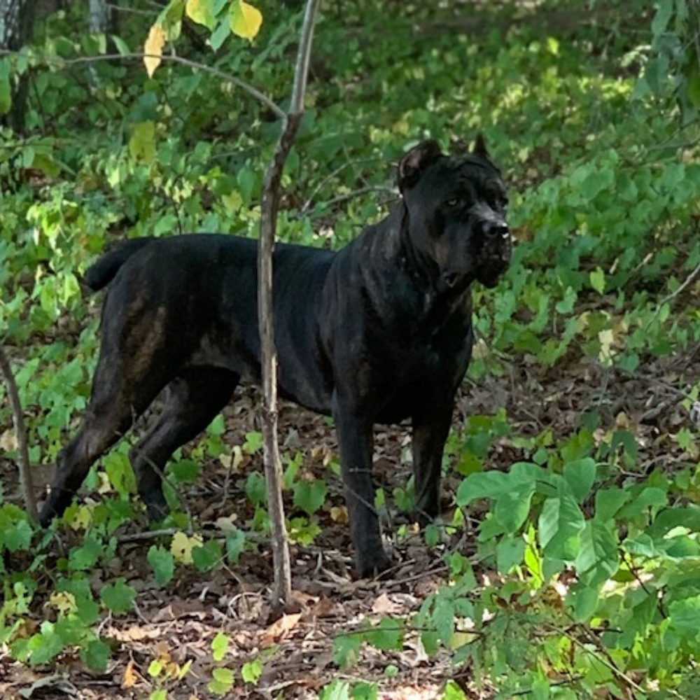 Female Cane Corso For Sale Cane Corso Female Puppies