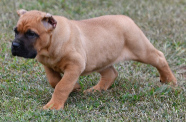 beautiful cane corso puppies for sale near you