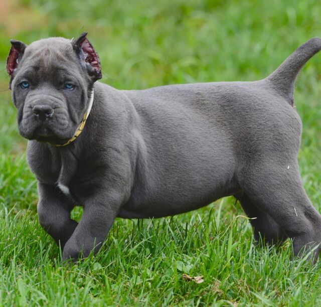 Cane Corso Puppies For Sale - Blue Kings Cane Corso